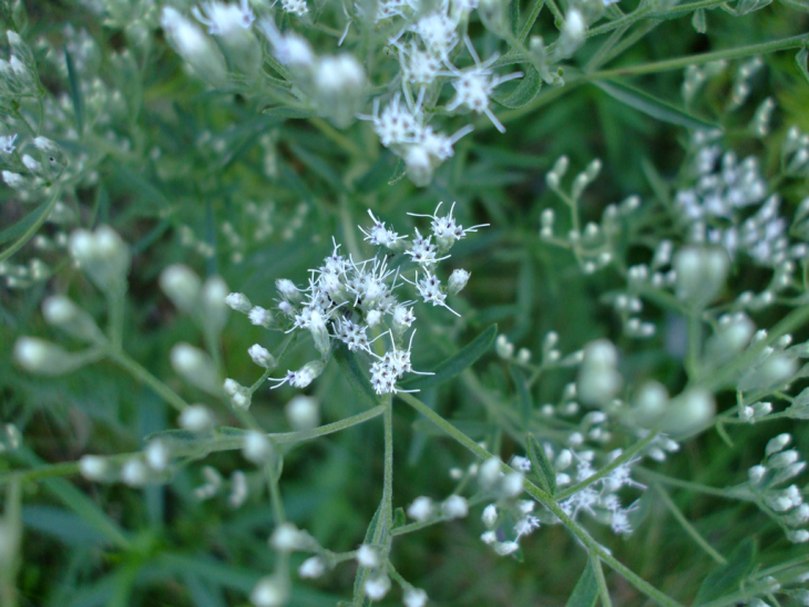 Eupatorium hyssopifolium --Hyssop-leaved Boneset--