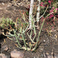 Euphorbia enterophora ssp. crassa --Red Tip Tape Tree--