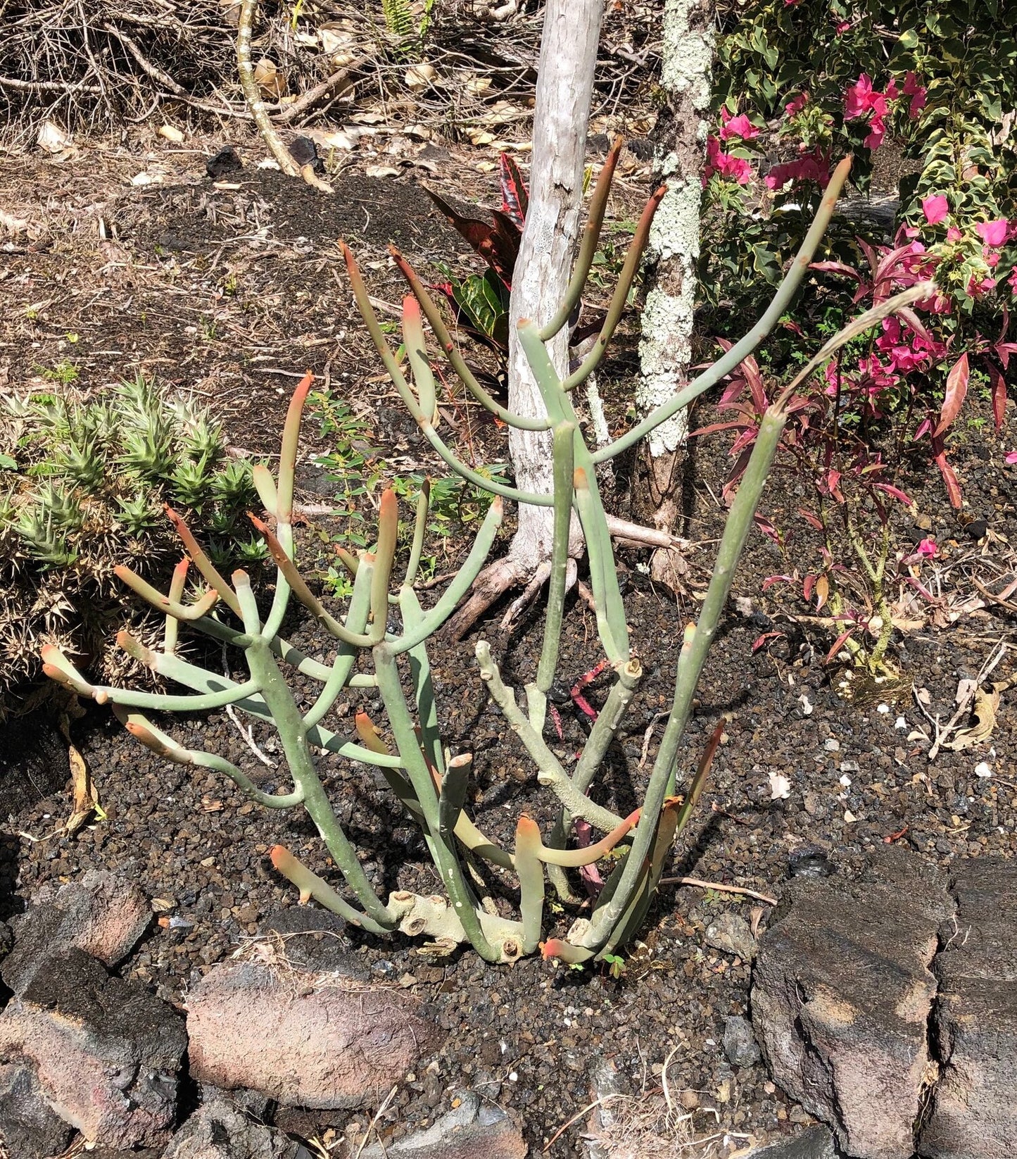 Euphorbia enterophora ssp. crassa --Red Tip Tape Tree--