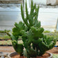 Euphorbia leucodendron 'Cristata' --Crested Cat Tail Euphorbia--