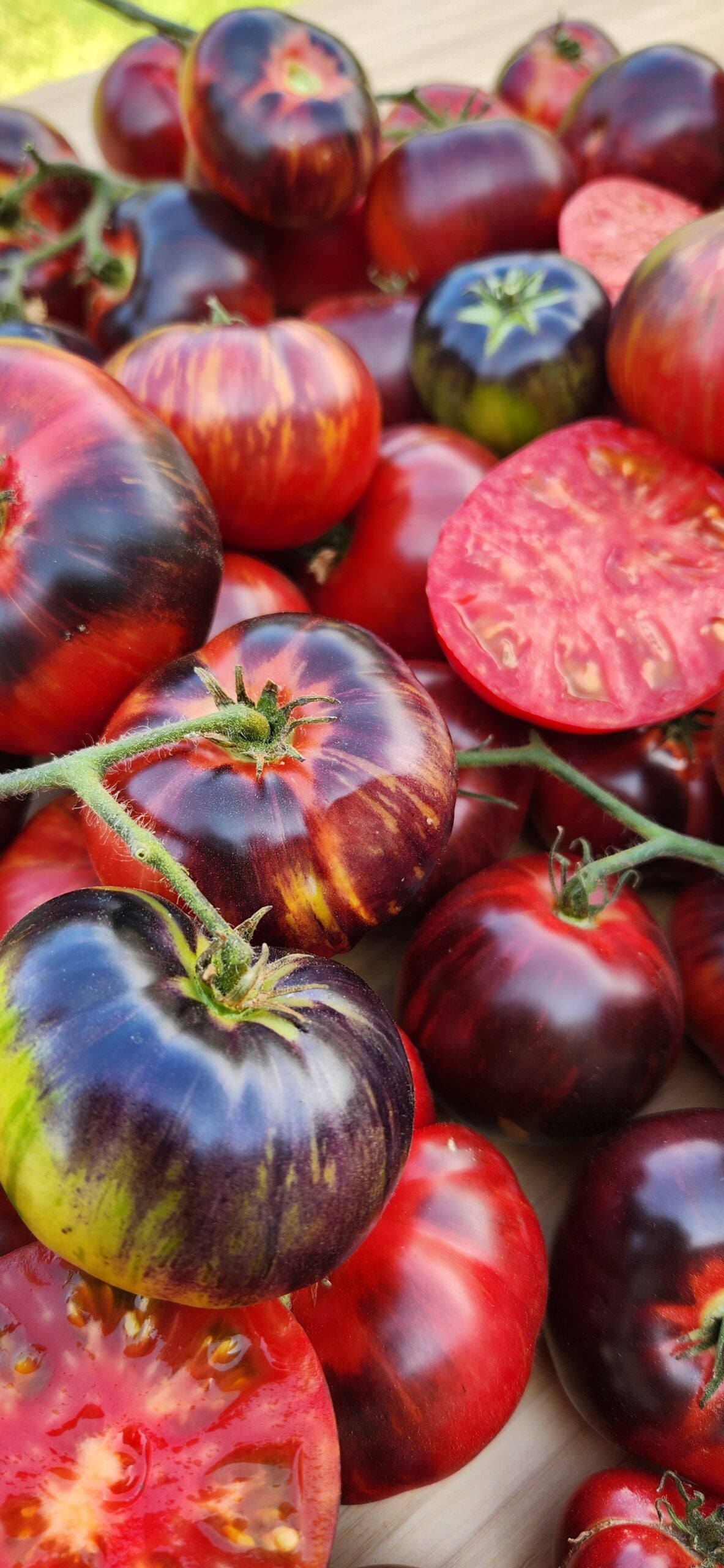 TOMATO 'Eye Candy'