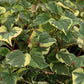 CHAMELEON PLANT 'Variegated' --Houttuynia cordata--