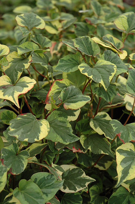 CHAMELEON PLANT 'Variegated' --Houttuynia cordata--