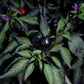 PEPPER 'Black Olive'