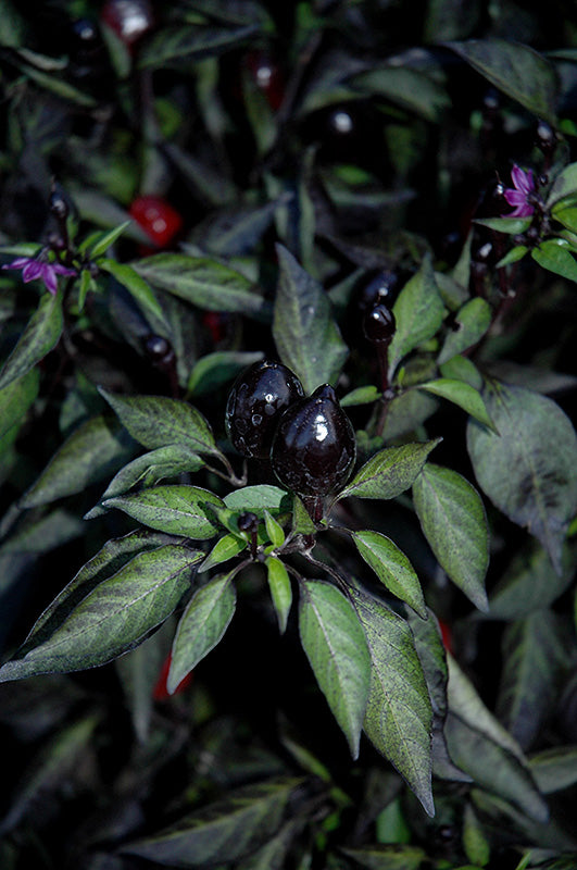 PEPPER 'Black Olive'