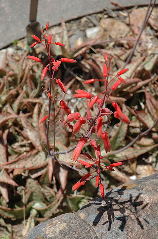 Aloe 'Pink Blush'