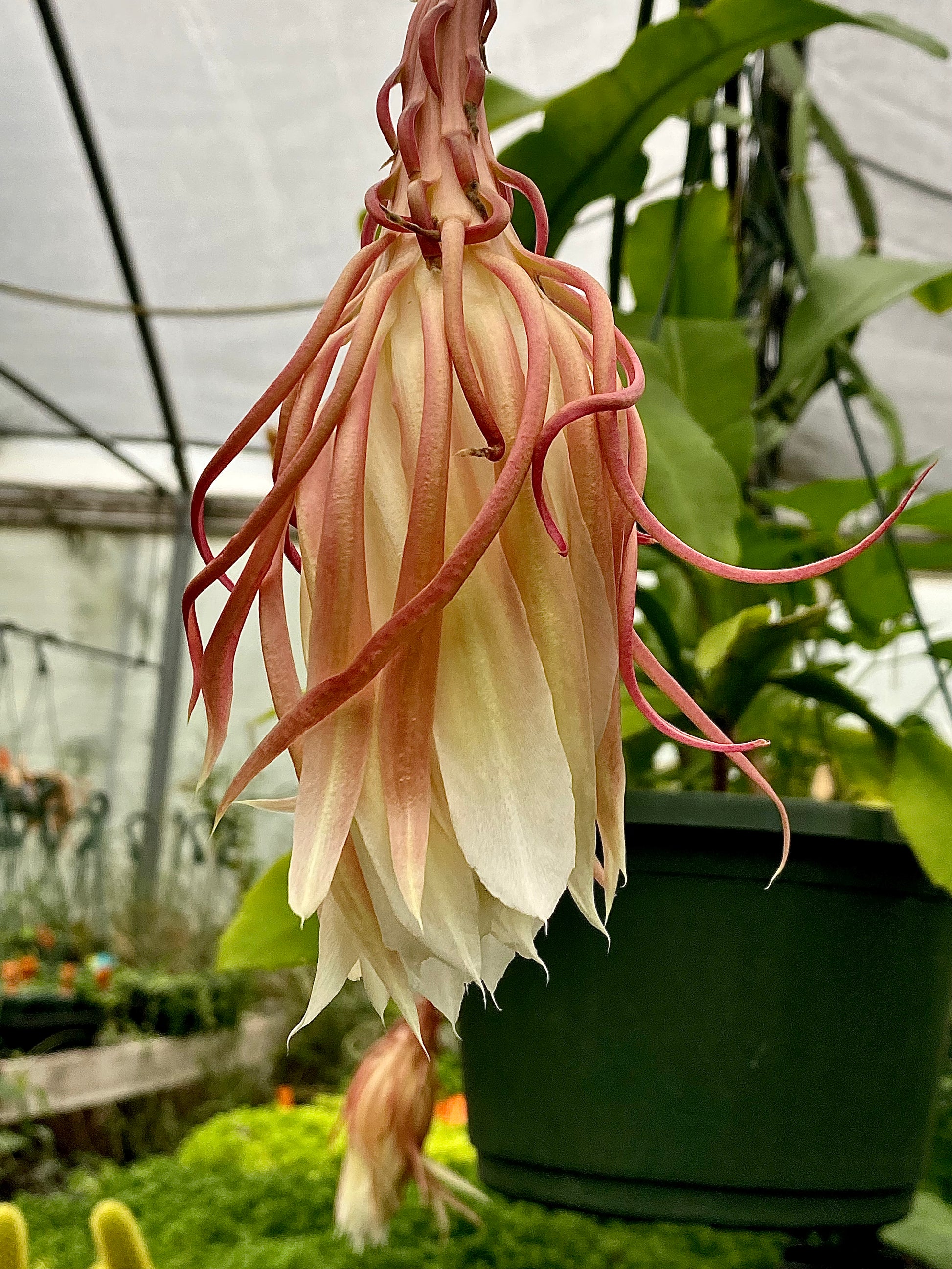 lady of the night succulent Epiphyllum oxypetalum 'Queen of the Night' --Night-Blooming Cereus--