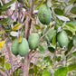 GUAVA 'Pineapple' --Feijoa sellowiana--
