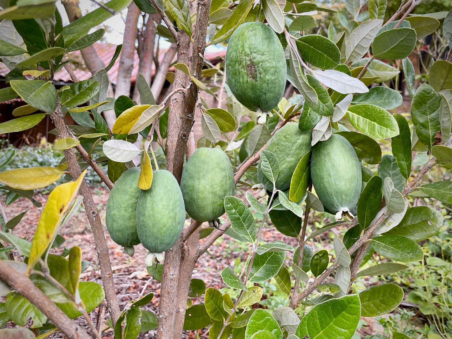 GUAVA 'Pineapple' --Feijoa sellowiana--