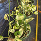Epipremnum aureum --Pearls and Jade Pothos--