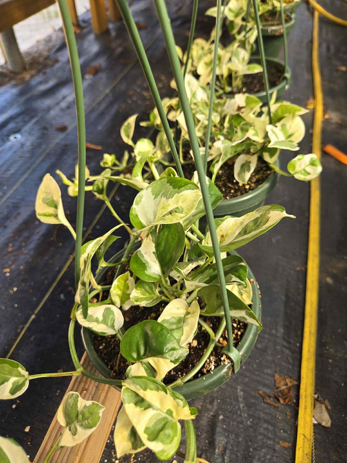 Epipremnum aureum --Pearls and Jade Pothos--