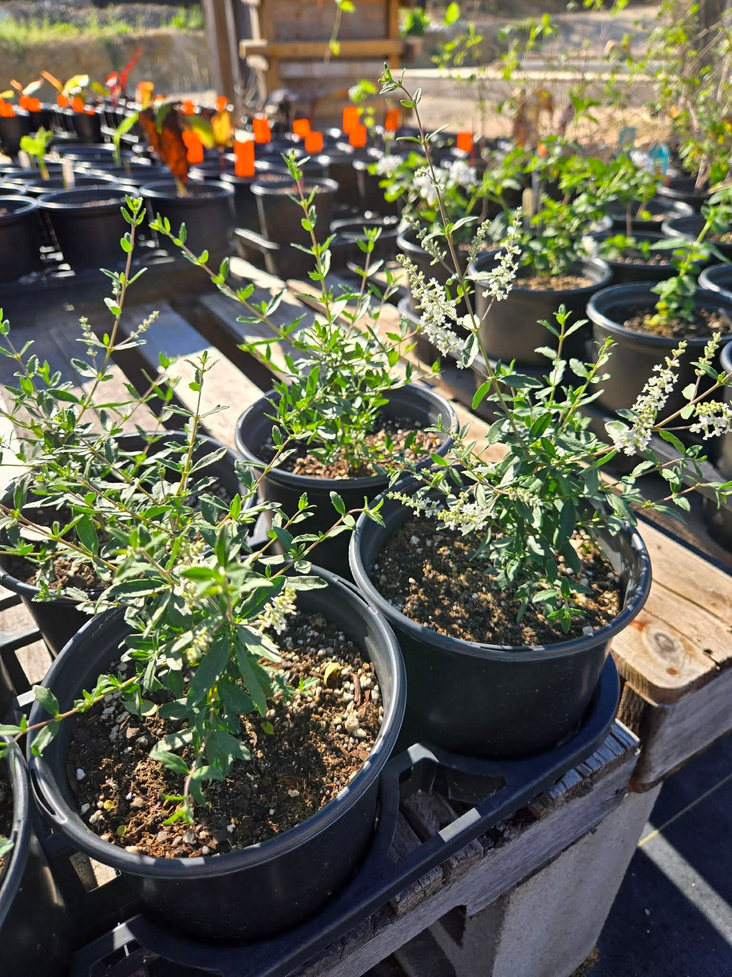 Aloysia gratissima --Texas Bee Bush--