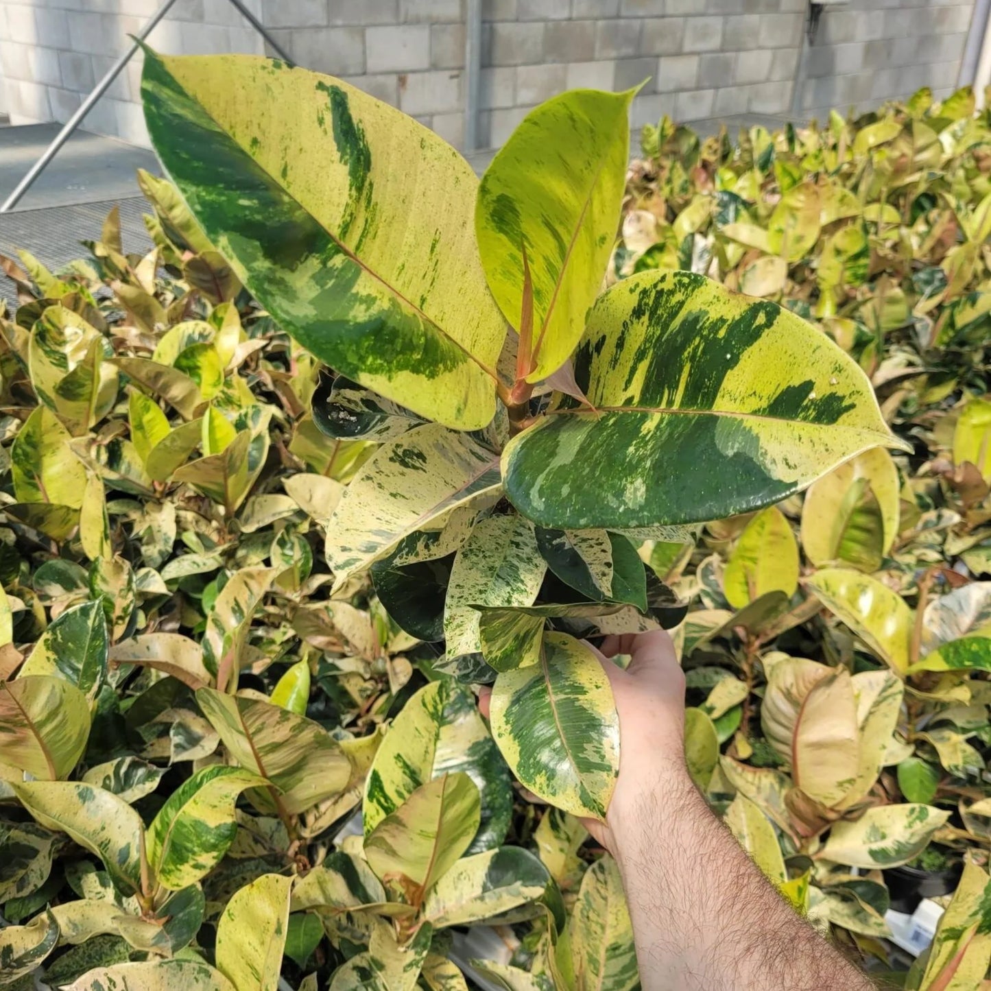 Ficus elastica 'Shivereana' --Moonshine Rubber Tree--
