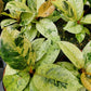Ficus elastica 'Shivereana' --Moonshine Rubber Tree--