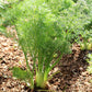 FENNEL 'Sweet' --Foeniculum vulgare var. dulce--