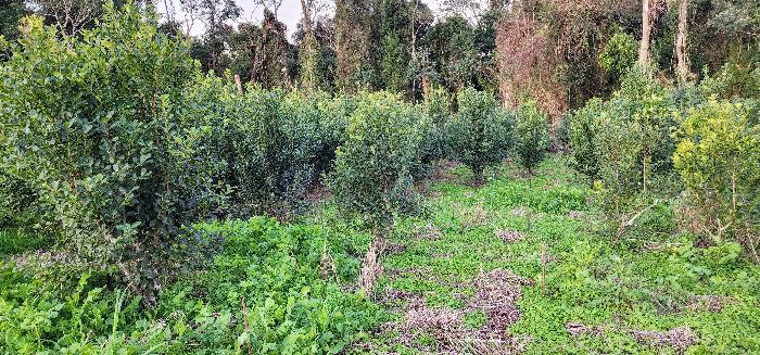 YERBA MATE --Ilex paraguariensis--