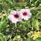 Pandorea jasminoides 'Variegata' --Variegated Pandora Vine--