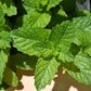 MINT 'Mojito' --Mentha x. villosa--