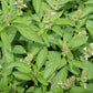 BASIL 'Lime' --Ocimum americanum--