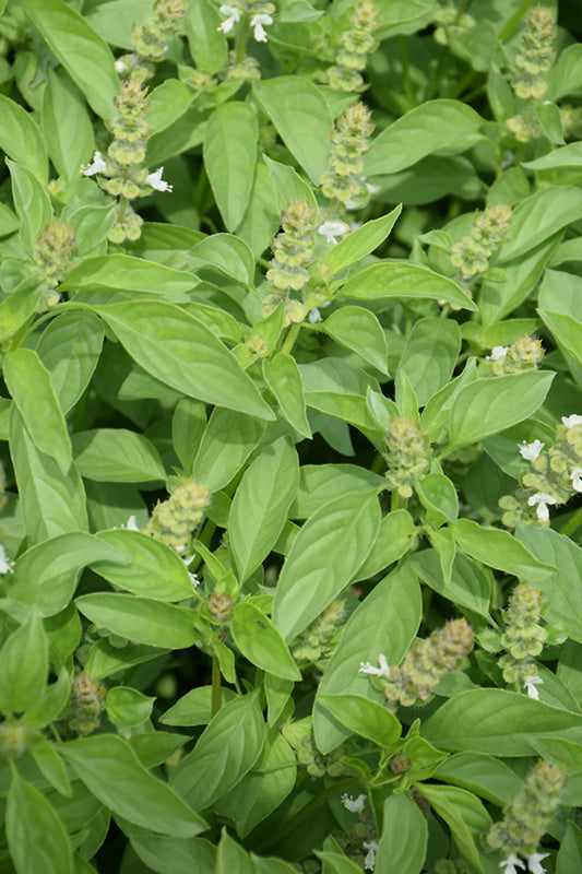 BASIL 'Lime' --Ocimum americanum--