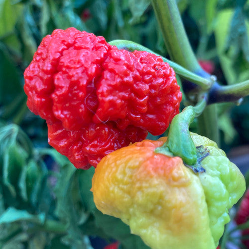 PEPPER 'Genghis Khan Brain'