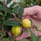 GUAVA 'Dwarf' --Psidium guajava nana--