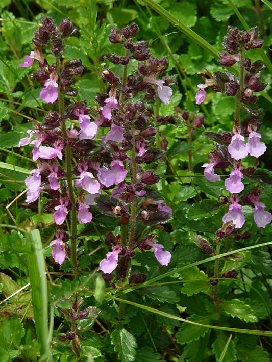 Teucrium chamaedrys --Wall Germander--