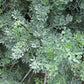 RUE 'Common' --Ruta graveolens--