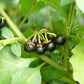WONDERBERRY --Solanum burbankii--