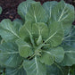COLLARDS 'Georgia Southern'