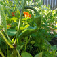 PEPPER 'Txorixero'