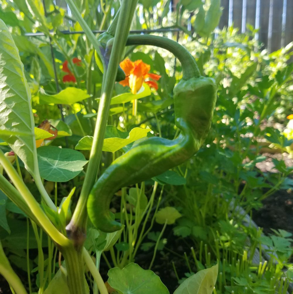 PEPPER 'Txorixero'