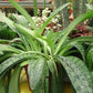 Drimiopsis kirkii 'Variegata' --Variegated Giant Squill--