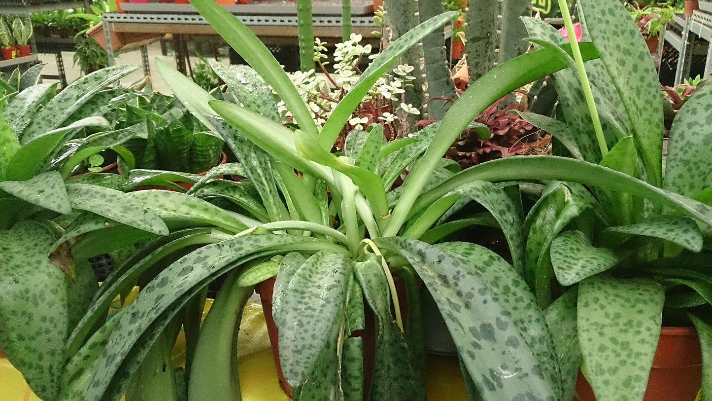 Drimiopsis kirkii 'Variegata' --Variegated Giant Squill--