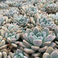 Graptoveria 'Opalina'