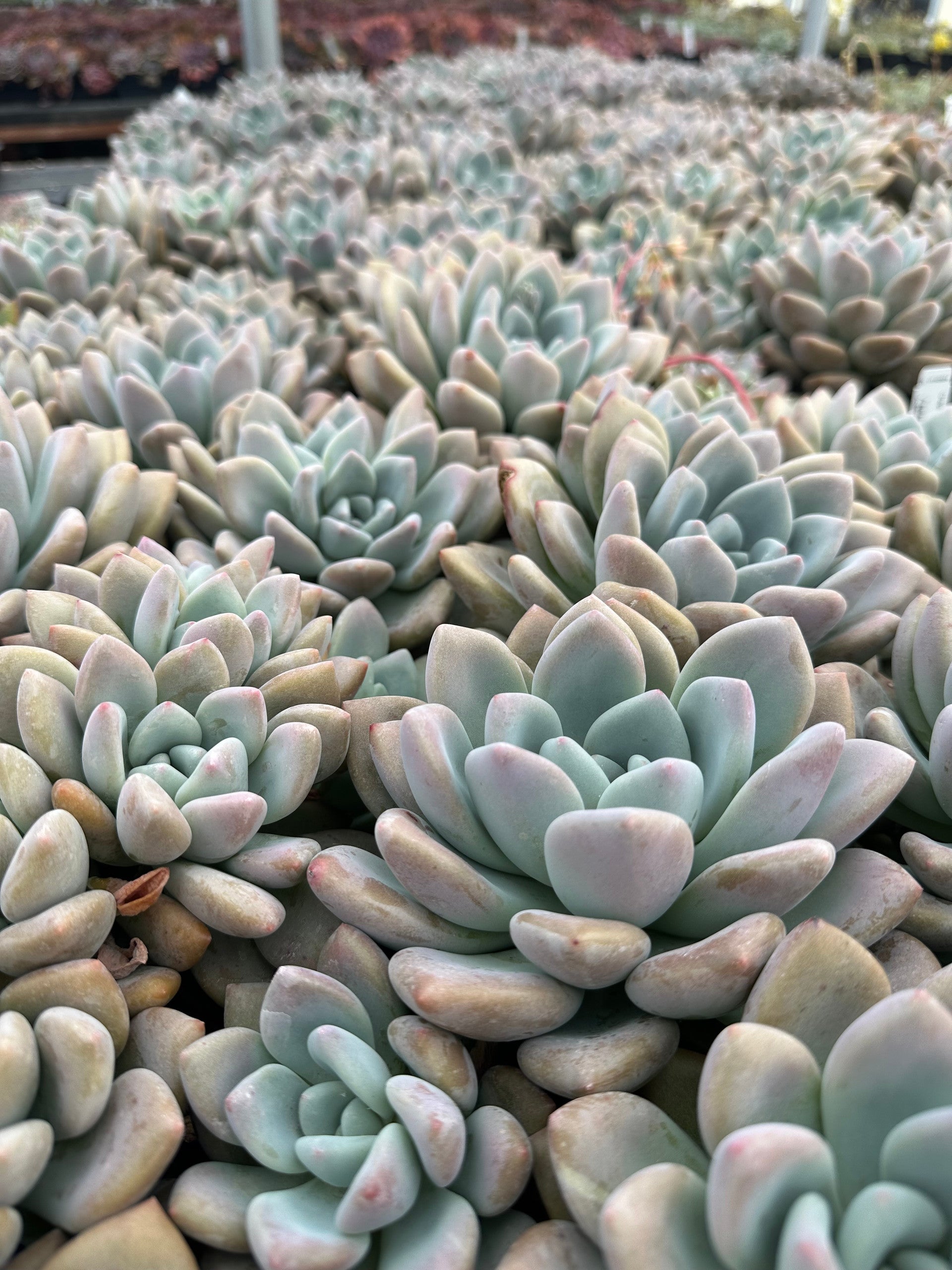 tiny opal succulents Graptoveria 'Opalina'