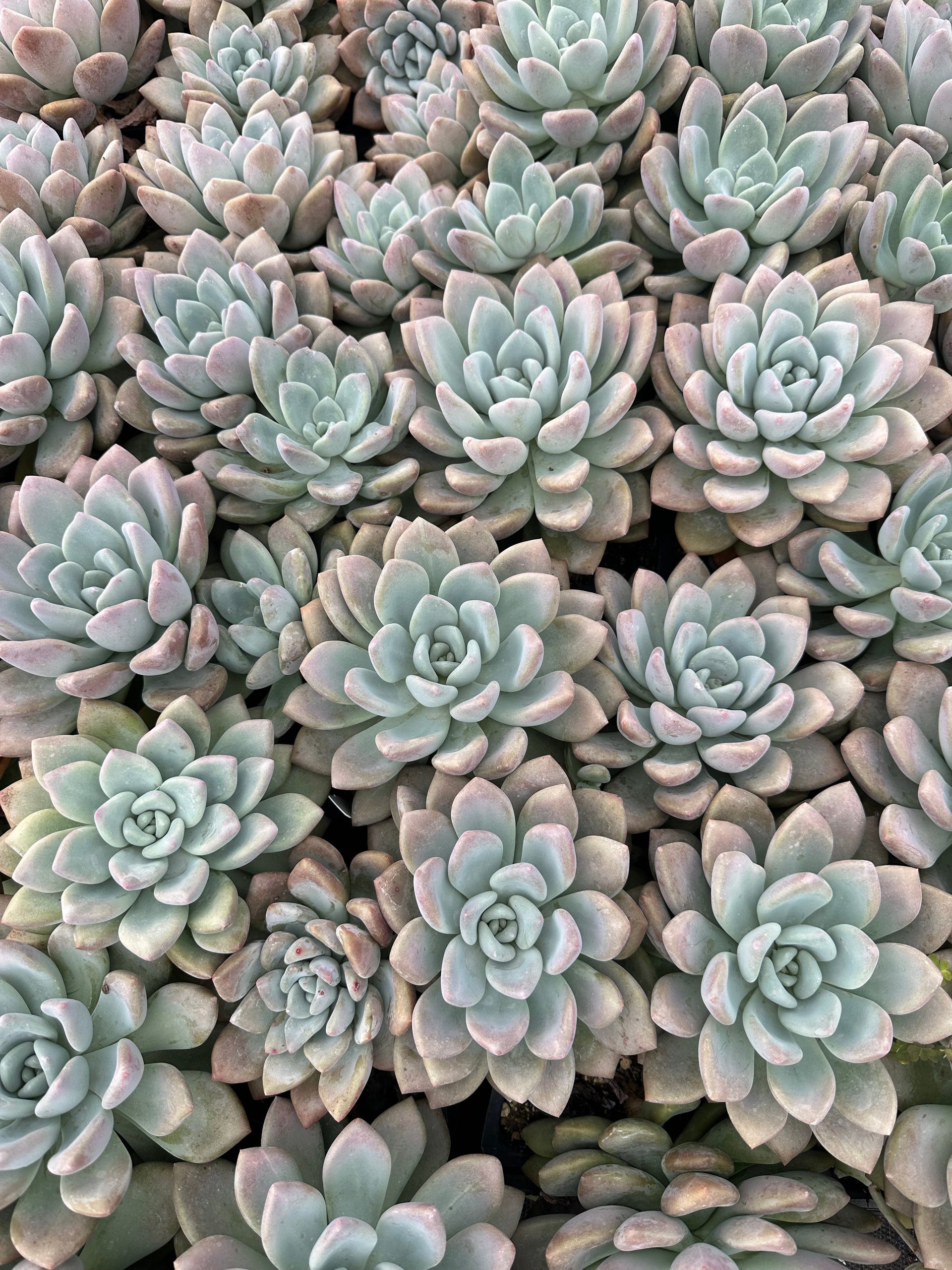 graptoveria succulent types Graptoveria 'Opalina'