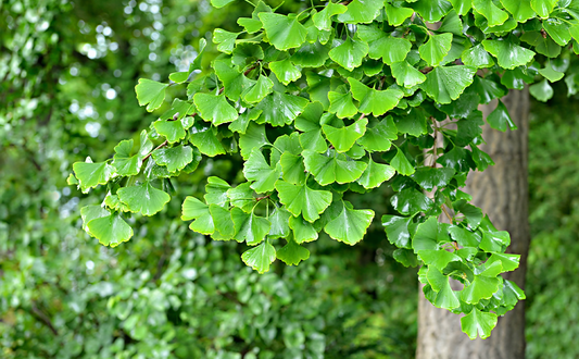 GINKGO --Ginkgo biloba--