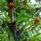 Guzmania musaica  --Mosaic Vase Bromeliad--
