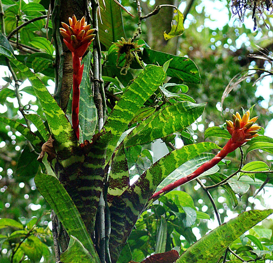 Guzmania musaica  --Mosaic Vase Bromeliad--