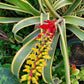 Aechmea nudicaulis albo-marginata --Yellow Variegated Bromeliad--