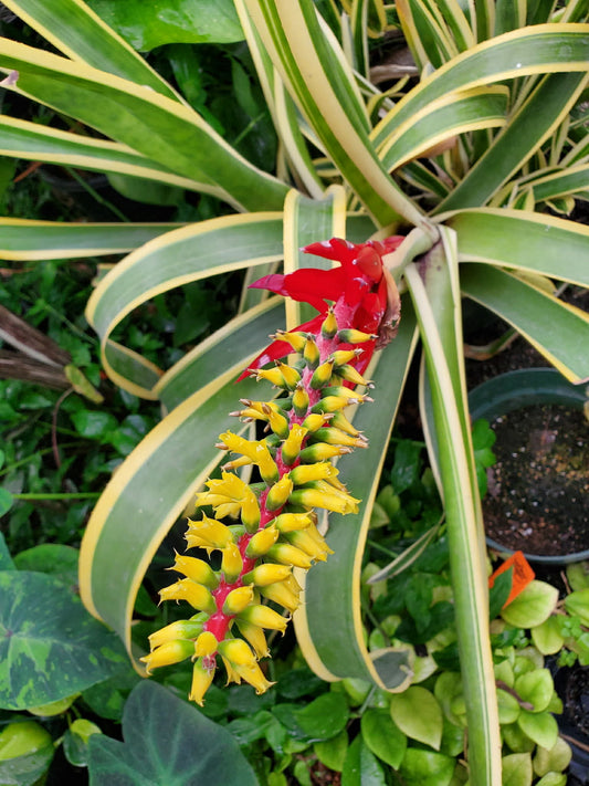 Aechmea nudicaulis albo-marginata --Yellow Variegated Bromeliad--