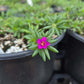 Portulaca pilosa --Pink Purslane--