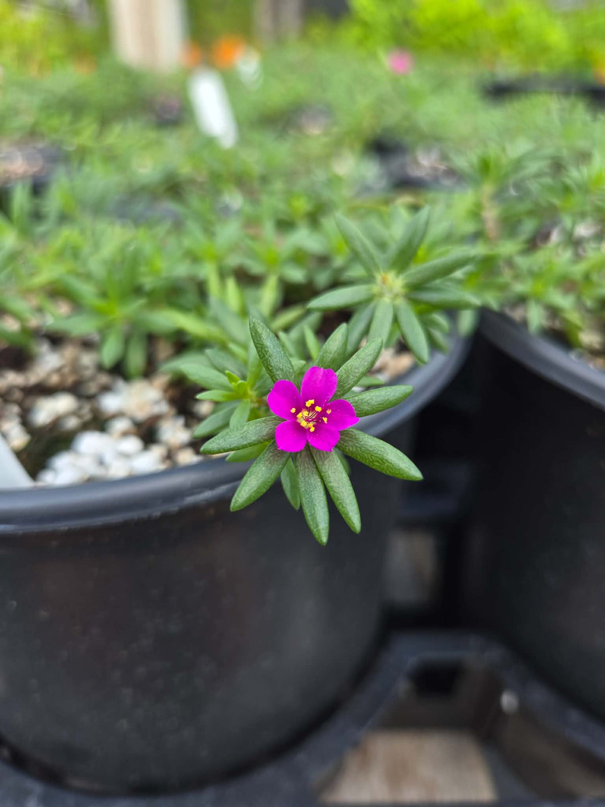 Portulaca pilosa --Pink Purslane--