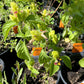 Justicia brandegeana --Fruit Cocktail Shrimp Plant--