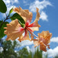 Hibiscus schizopetalus x. 'El Capitolio' --Peach Poodle Hibiscus--