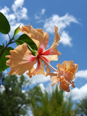 Hibiscus schizopetalus x. 'El Capitolio' --Peach Poodle Hibiscus--