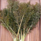 FENNEL 'Bronze' --Foeniculum vulgare 'Rubrum'--