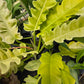 Philodendron 'Golden Crocodile'