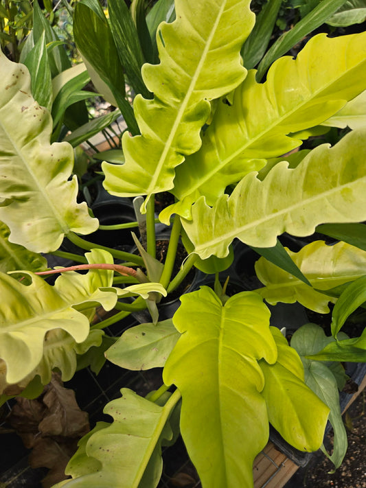 Philodendron 'Golden Crocodile'